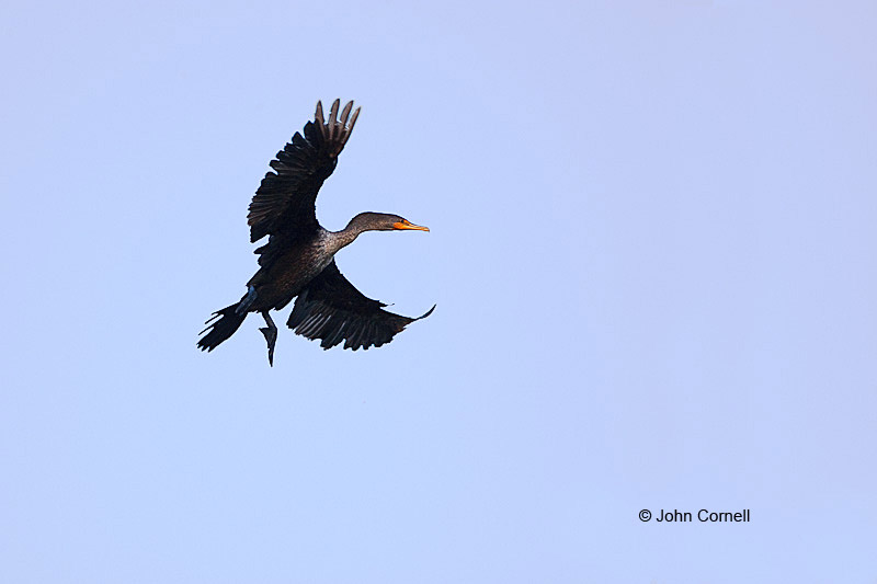Animals in the Wild;Cormorant;Double-crested Cormorant;Flying Bird;Phalacrocorax auritus;Photography;action;active;aloft;behavior;birds;color image;flight;fly;flying;in flight;motion;movement;one animal;soar;soaring;wing;winged;wings